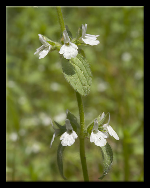 Stachys romana (=Sideritis romana) / Stregonia comune