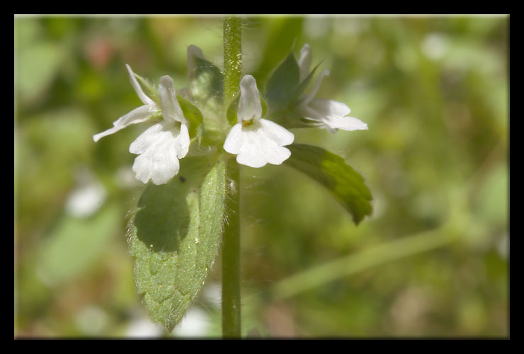 Stachys romana (=Sideritis romana) / Stregonia comune