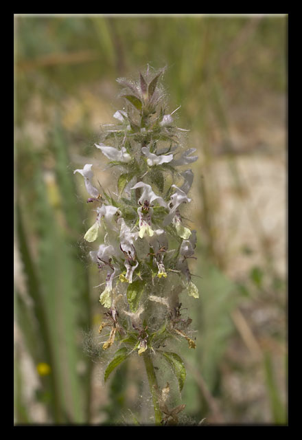 Stachys ocymastrum / Stregonia minore