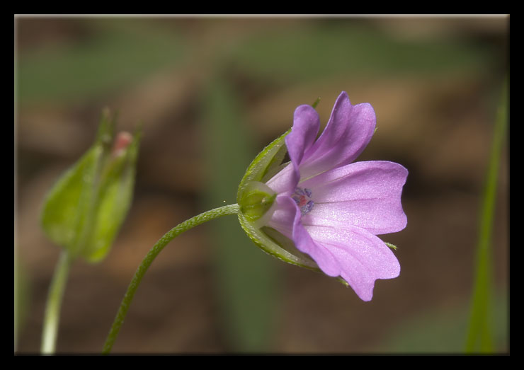 Geranium columbinum / Geranio colombino