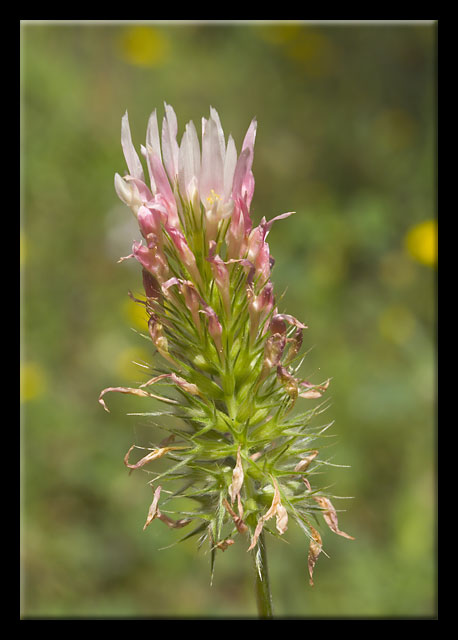 Trifolium incarnatum subsp. molinerii / Trifoglio di Molineri