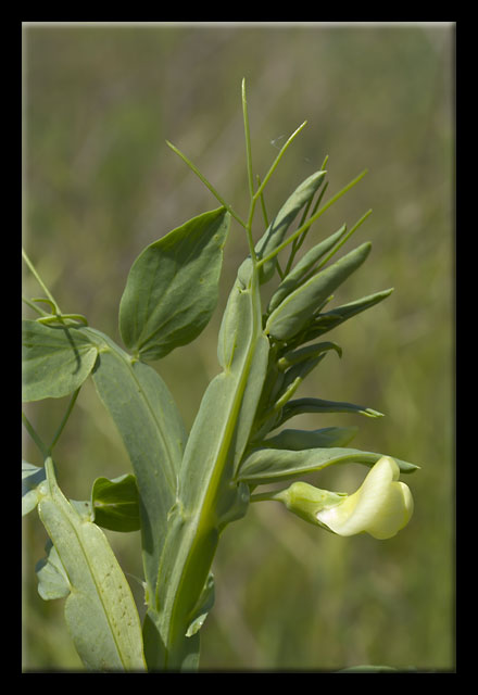 Lathyrus ochrus / Cicerchia pisellina