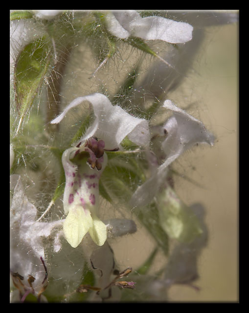 Stachys ocymastrum / Stregonia minore