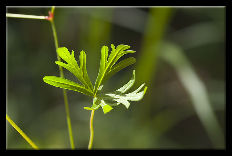 Geranium columbinum / Geranio colombino