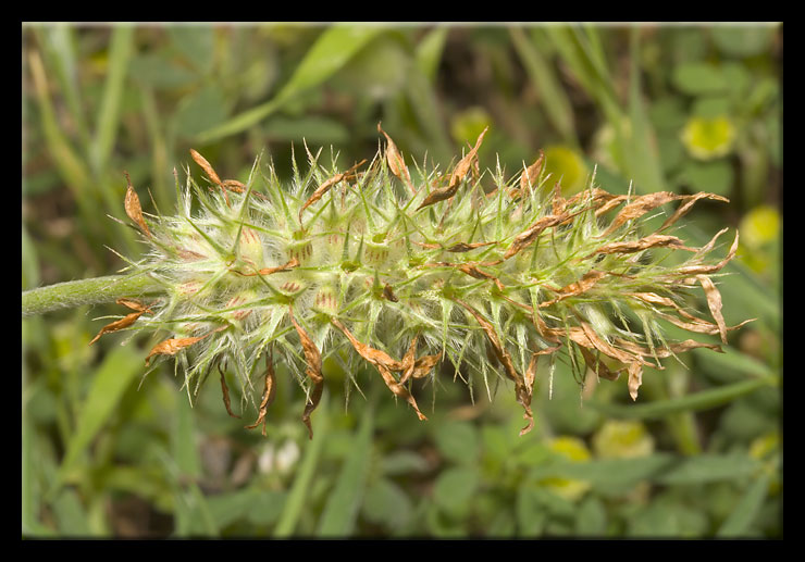 Trifolium incarnatum subsp. molinerii / Trifoglio di Molineri