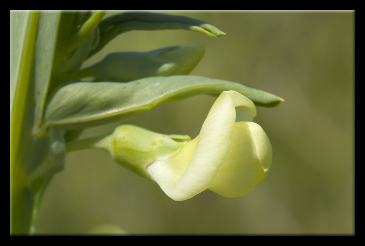 Lathyrus ochrus / Cicerchia pisellina