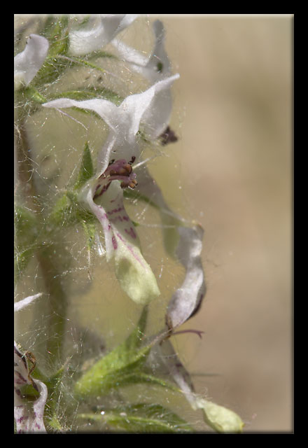 Stachys ocymastrum / Stregonia minore