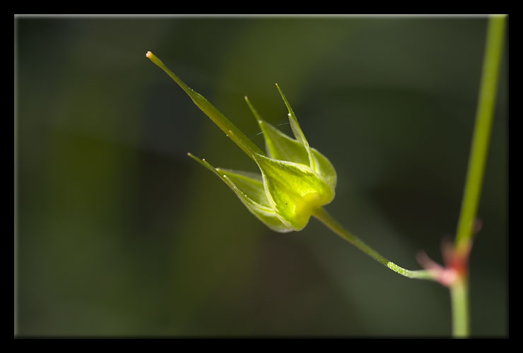 Geranium columbinum / Geranio colombino