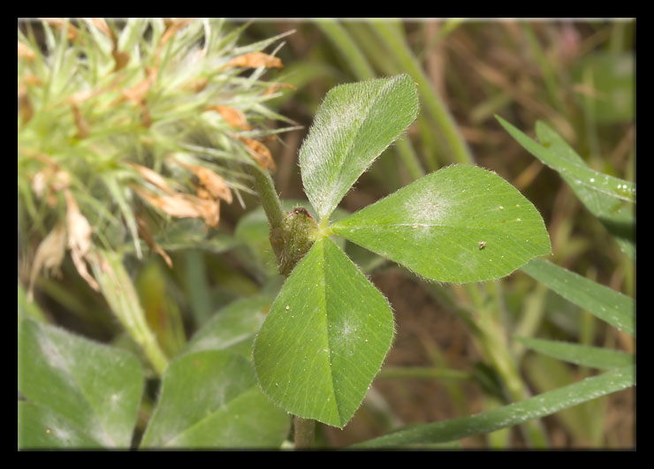 Trifolium incarnatum subsp. molinerii / Trifoglio di Molineri