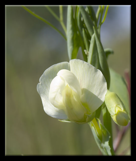 Lathyrus ochrus / Cicerchia pisellina