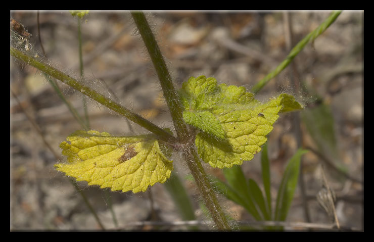 Stachys ocymastrum / Stregonia minore