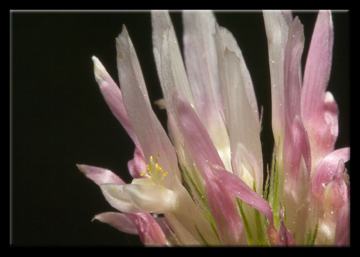 Trifolium incarnatum subsp. molinerii / Trifoglio di Molineri