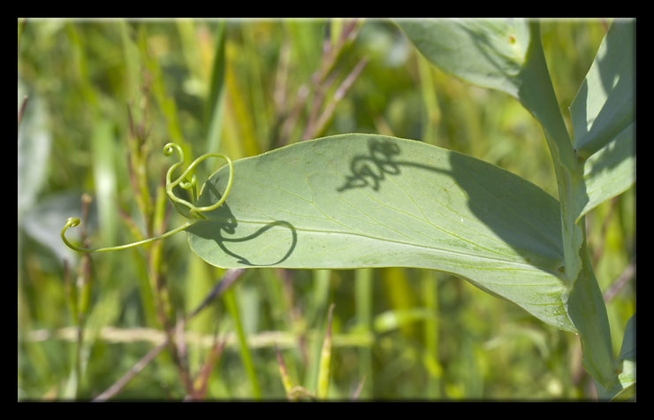 Lathyrus ochrus / Cicerchia pisellina