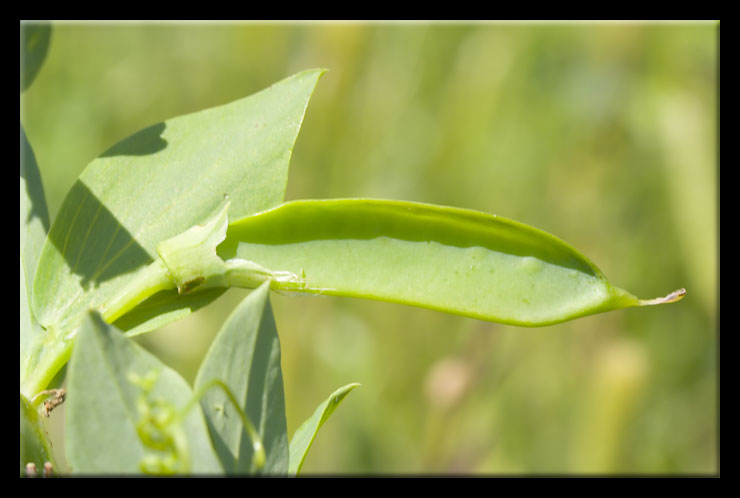 Lathyrus ochrus / Cicerchia pisellina