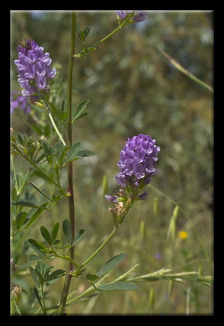 Medicago sativa / Erba medica