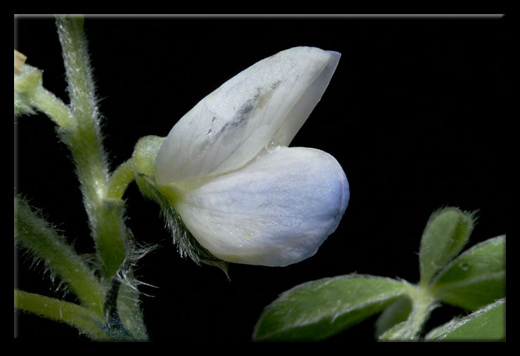Lupinus albus / Lupino bianco
