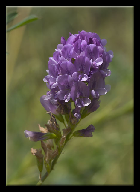 Medicago sativa / Erba medica