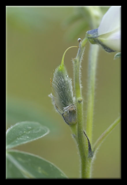 Lupinus albus / Lupino bianco