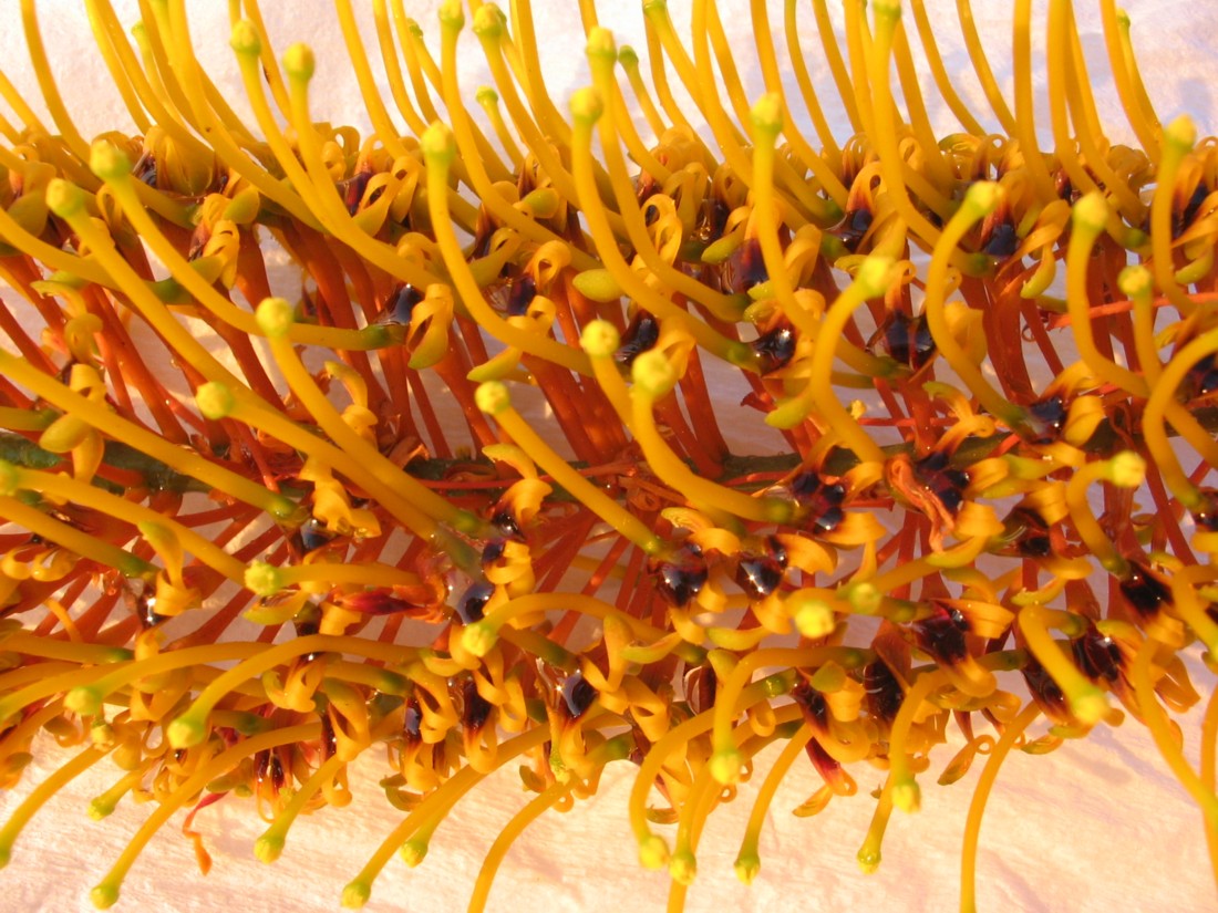 Grevillea robusta (quiz)