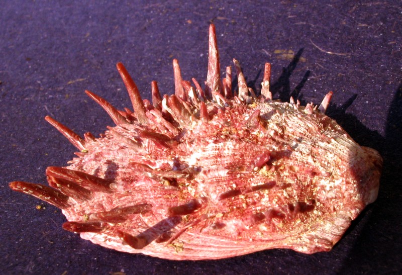 Spondylus gaederopus e Pinctada radiata