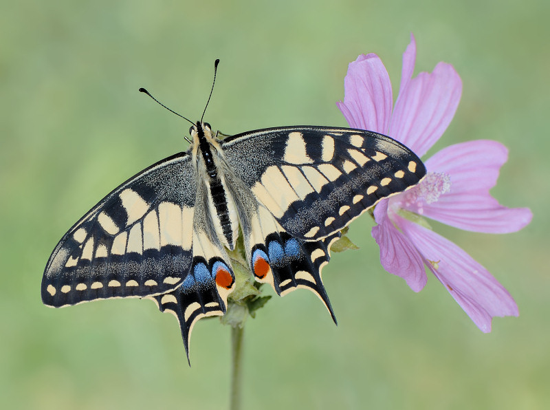 Papilionidi