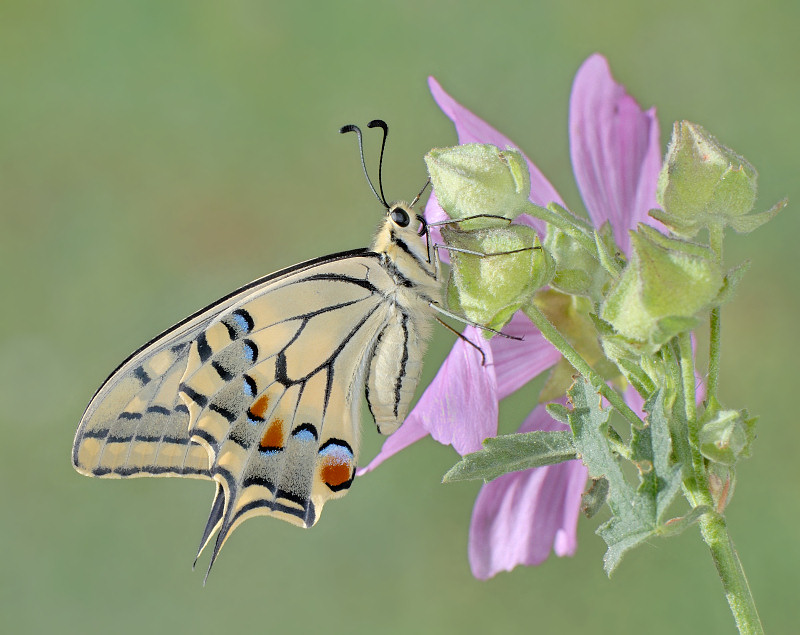 Papilionidi