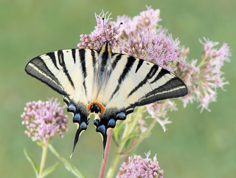 Papilionidi