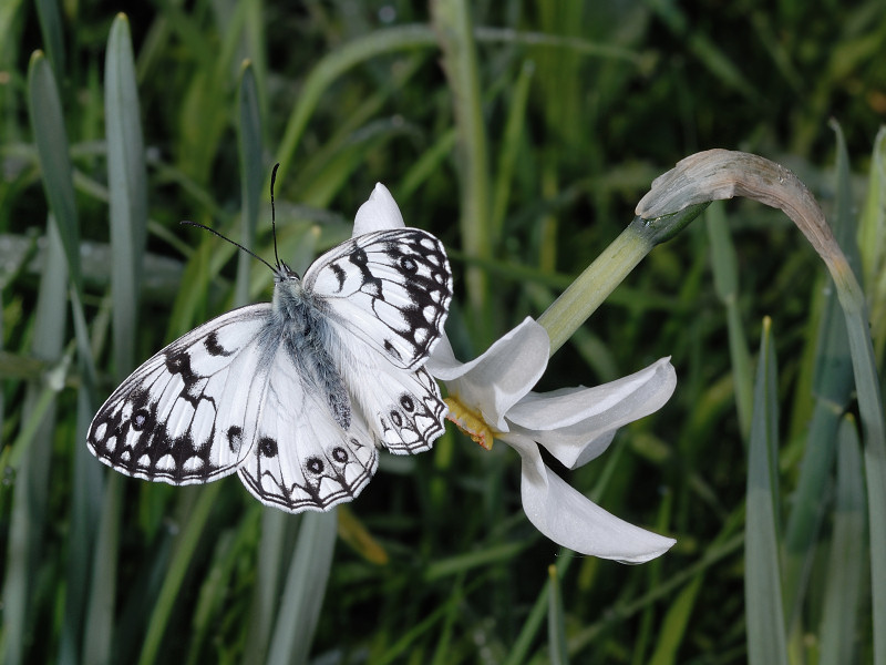 Maschio di Melanargia arge