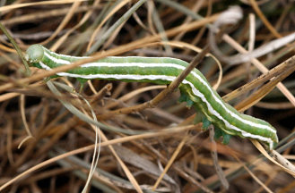 Bruchi di Xylena exsoleta (Noctuidae) su Ferula communis