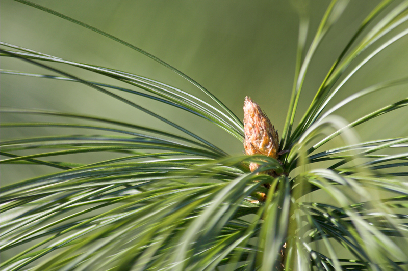 Pinus wallichiana (pianta coltivata)