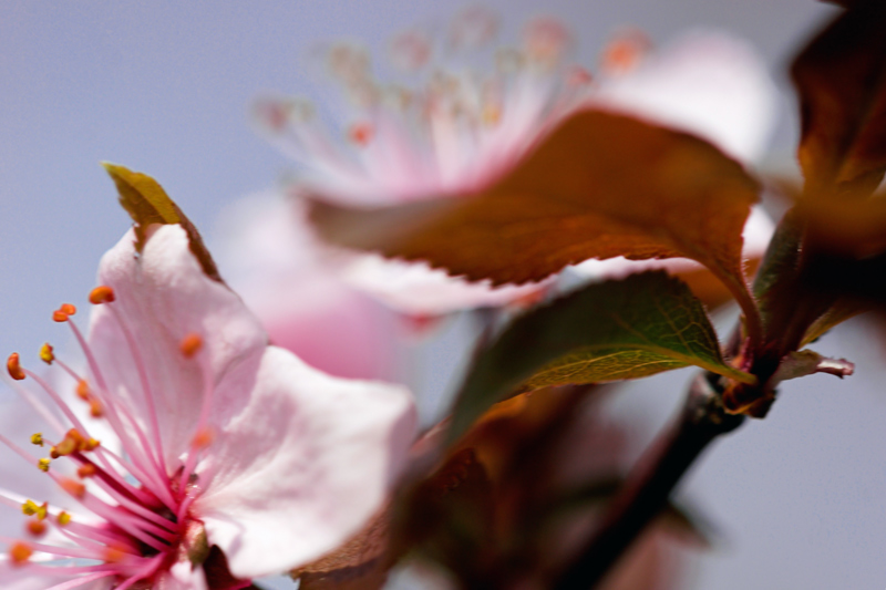 Prunus cerasifera var. pissardii (pianta coltivata)