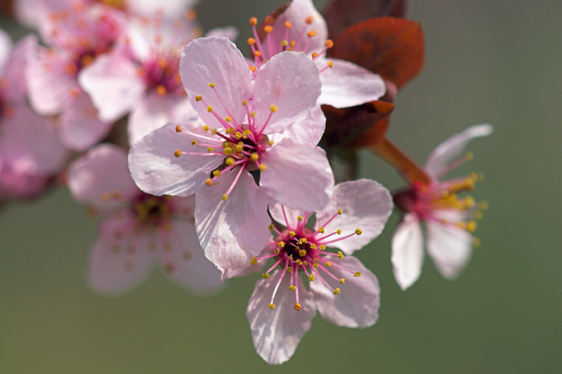 Prunus cerasifera var. pissardii (pianta coltivata)