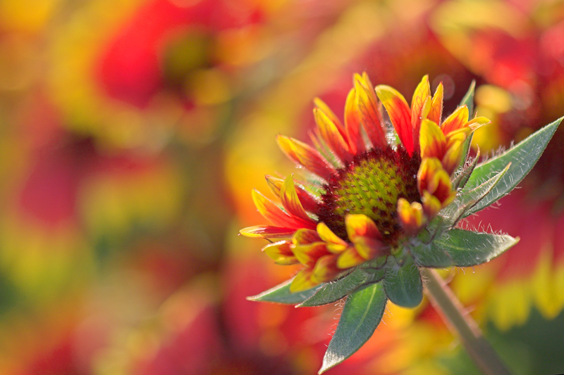 fiore sconosciuto: Gaillardia (?)