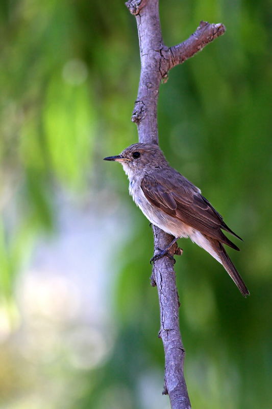 Pigliamosche europeo (Muscicapa striata)