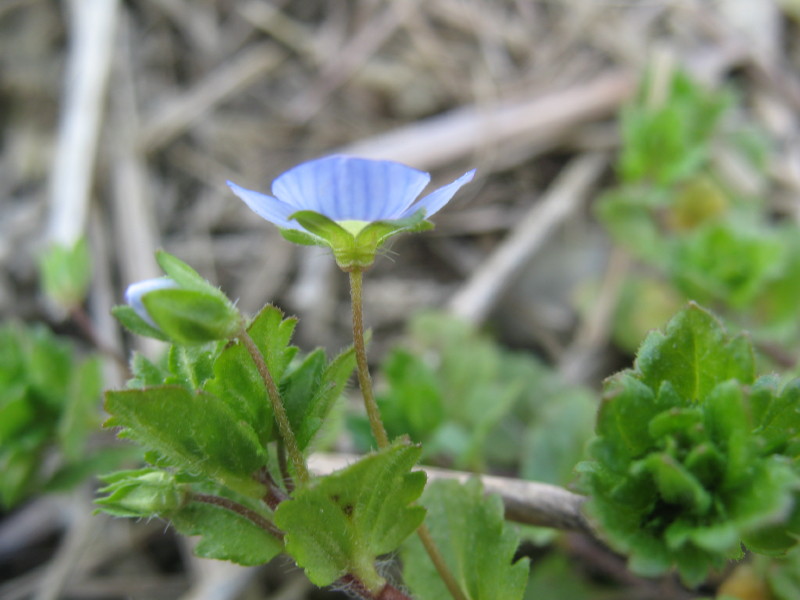 E'' un ranuncolo? no, Veronica persica