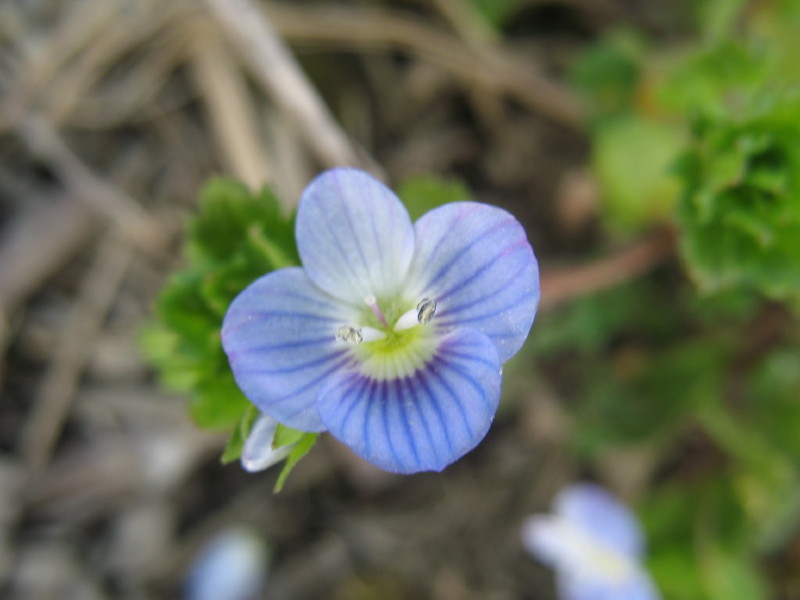 E'' un ranuncolo? no, Veronica persica