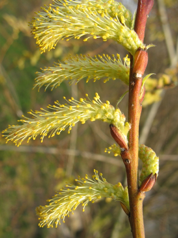 Salici in fiore