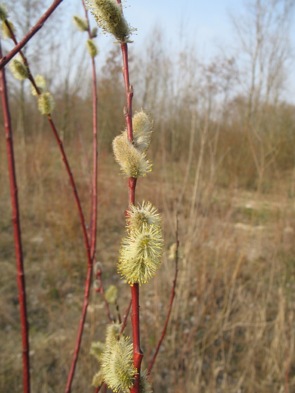 Salici in fiore