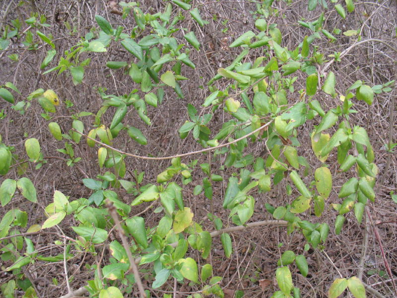 rampicanti - Lonicera sp