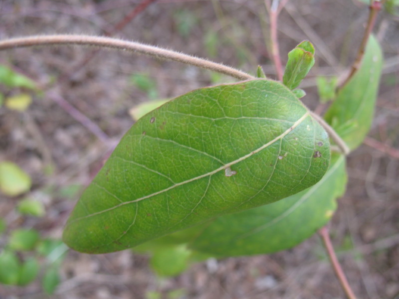 rampicanti - Lonicera sp