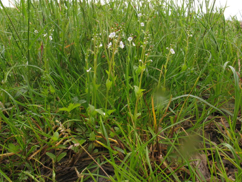 Pianta da campo - Veronica cfr. serpyllifolia