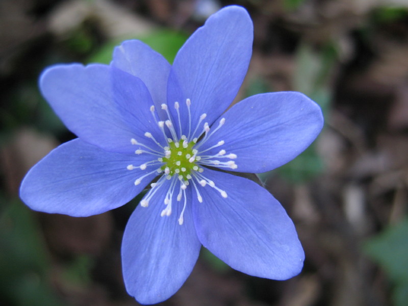 Hepatica nobilis / Erba trinit