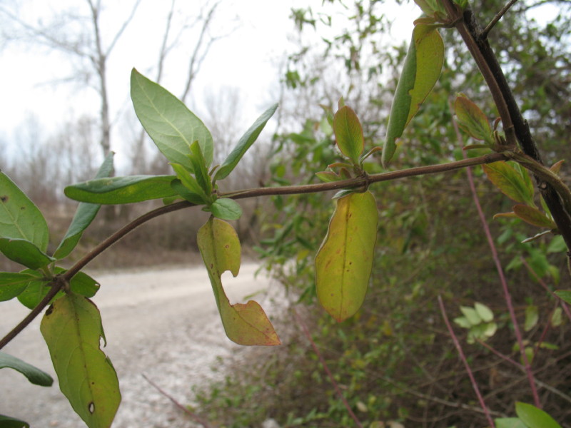 rampicanti - Lonicera sp