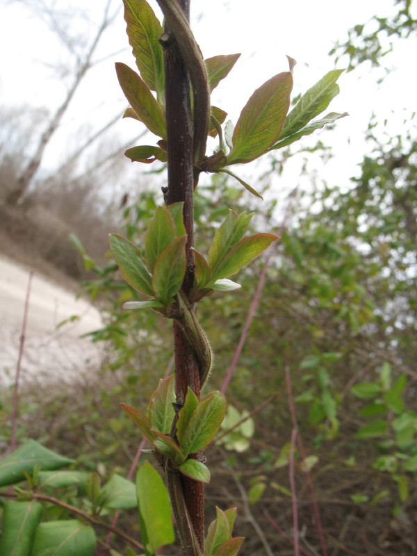 rampicanti - Lonicera sp