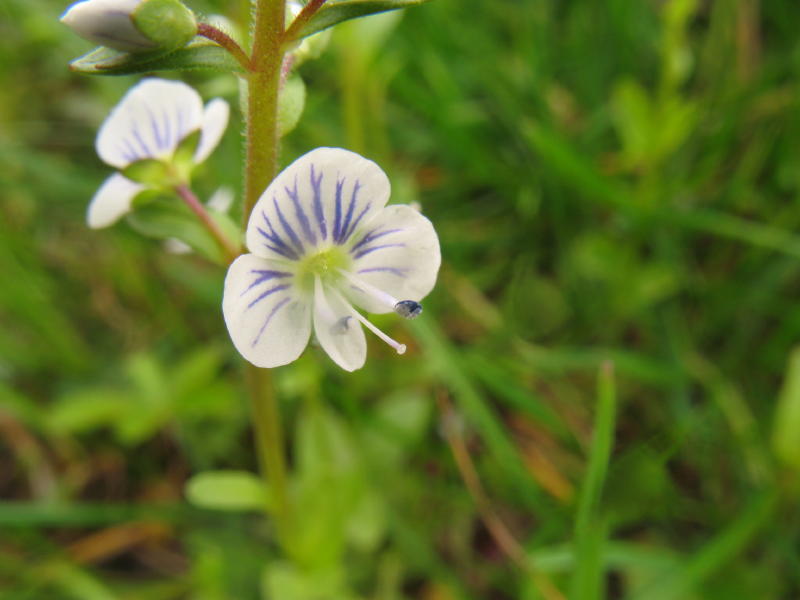 Pianta da campo - Veronica cfr. serpyllifolia