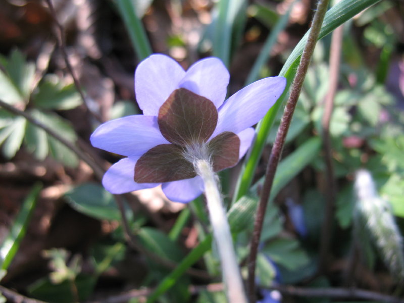 Hepatica nobilis / Erba trinit