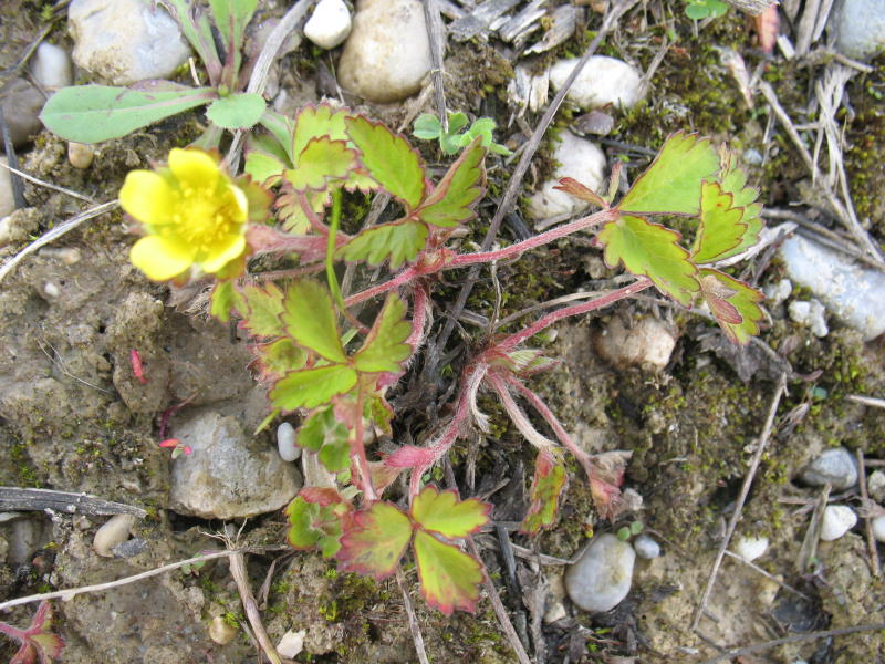 Pianta da campo: Potentilla indica (=Duchesnea indica)