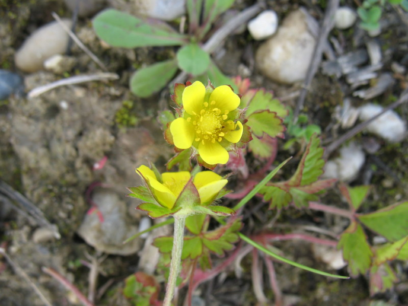 Pianta da campo: Potentilla indica (=Duchesnea indica)