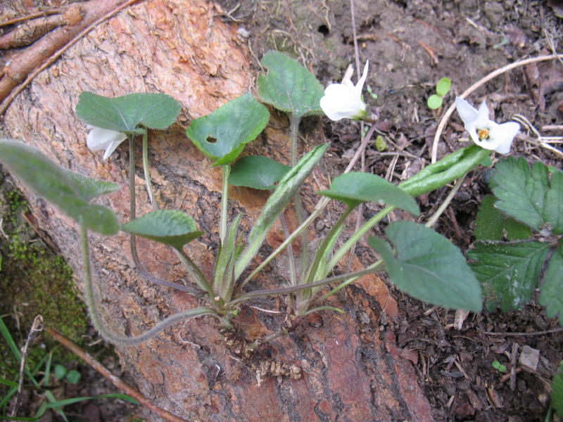 Viola alba / Viola bianca