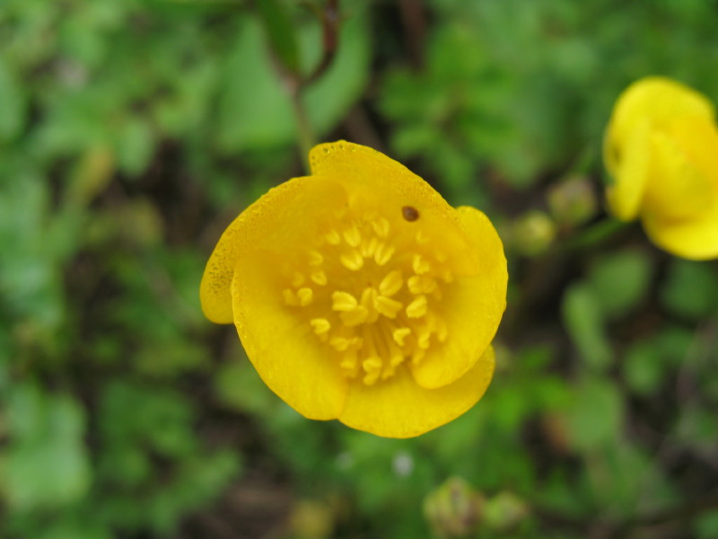 Fiore giallo - Ranunculus sp.